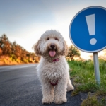 lagotto Romagnolo Attention sign