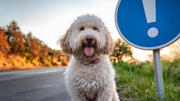 lagotto Romagnolo Attention sign