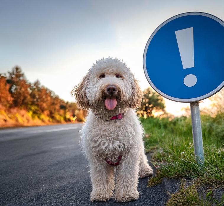 lagotto Romagnolo Attention sign