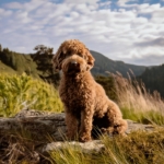 Lagotto Romagnolo Trait Matches Your Personality