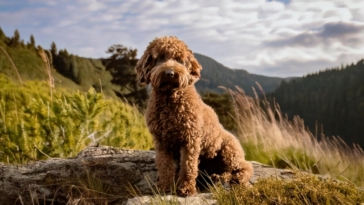 Lagotto Romagnolo Trait Matches Your Personality