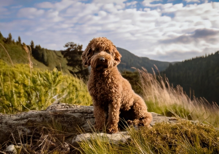 Lagotto Romagnolo Trait Matches Your Personality