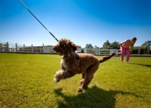 How to Train Your Lagotto Romagnolo: Essential Tips for New Owners