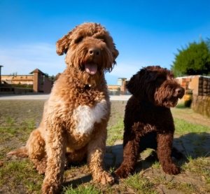 Lagotto Romagnolo vs. Pitbull