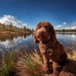 lagotto romagnolo