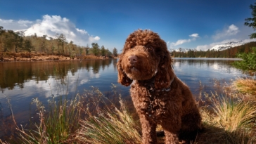 lagotto romagnolo