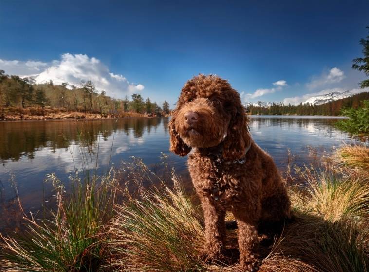 lagotto romagnolo