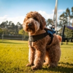 Lagotto Training Style