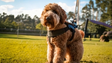 Lagotto Training Style