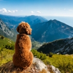 Lagotto’s Favorite Season