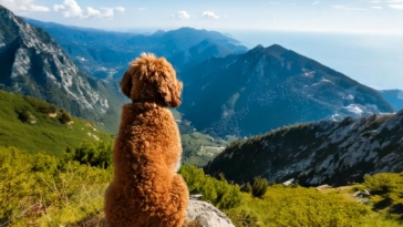 Lagotto’s Favorite Season