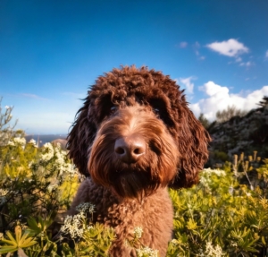 Mental Stimulation of Lagotto Romagnolo