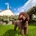 Mental Stimulation of Lagotto Romagnolo