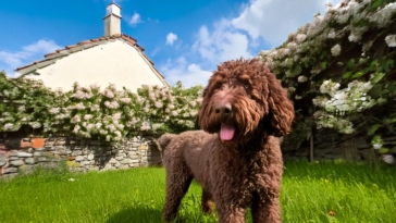 Mental Stimulation of Lagotto Romagnolo