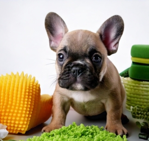 French Bulldog Puppy Supplies