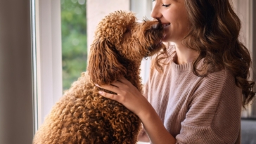 Pamper Your Lagotto Romagnolo and Make Them Feel Special