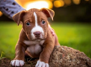 Pitbull Puppy Owner Needs