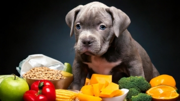 Pitbull Puppy Supplies