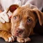 Common Diseases in Pitbull Puppies