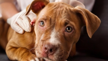 Common Diseases in Pitbull Puppies