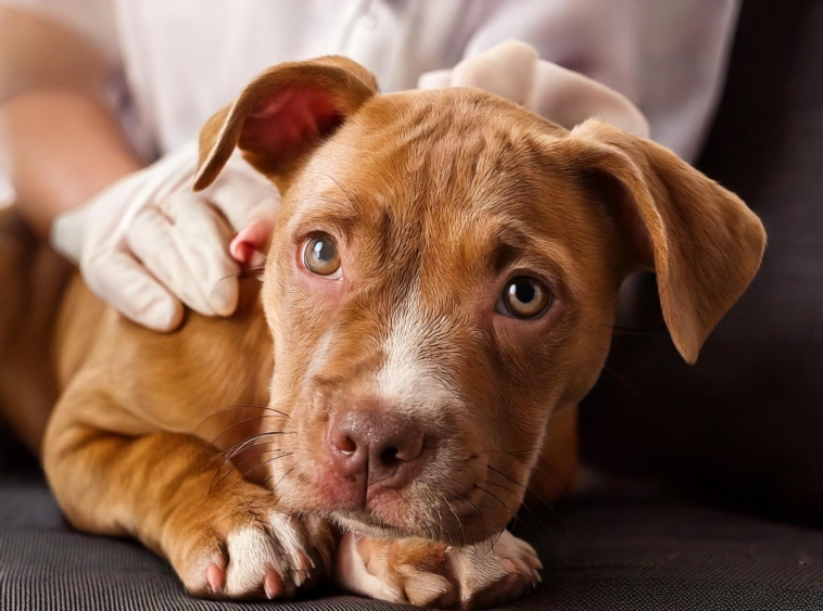 Common Diseases in Pitbull Puppies