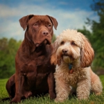 Lagotto Romagnolo vs. Pitbull