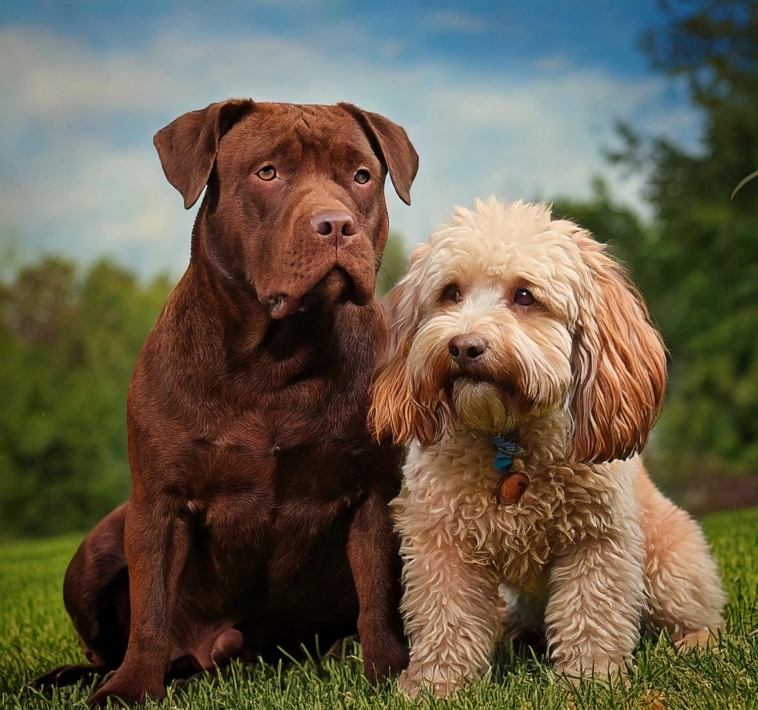 Lagotto Romagnolo vs. Pitbull