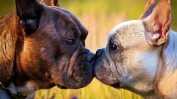 pitbull vs french bulldog