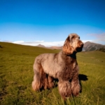 Essential Guide to Keeping Your Lagotto Romagnolo’s Coat Healthy Between Grooming