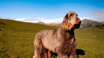 Essential Guide to Keeping Your Lagotto Romagnolo’s Coat Healthy Between Grooming