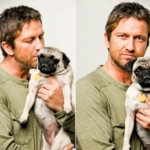 Gerard Butler Pug