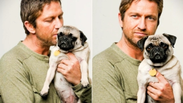 Gerard Butler Pug