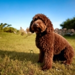 What Every Owner Should Know About Lagotto Romagnolo Behavior