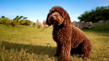 What Every Owner Should Know About Lagotto Romagnolo Behavior