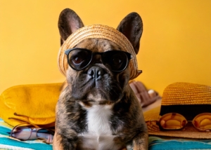 Top Summer Gear Essentials for Your French Bulldog