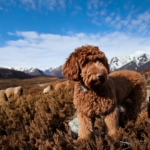 Behavioral Traits That Define the Lagotto Romagnolo