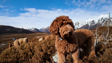 Behavioral Traits That Define the Lagotto Romagnolo