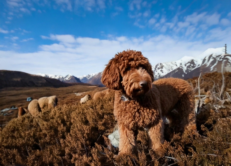 Behavioral Traits That Define the Lagotto Romagnolo