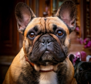 History of French Bulldogs