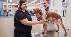 Top Reasons to Choose Petco Veterinary Pet Hospitals for Your Pet's Health