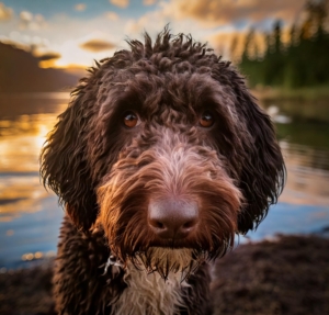 Lagotto Romagnolo companion