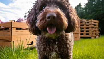 Top Tips for Finding the Perfect Playgroup for Your Lagotto Romagnolo