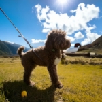 Training for Lagotto Romagnolo