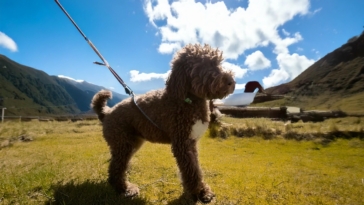 Training for Lagotto Romagnolo