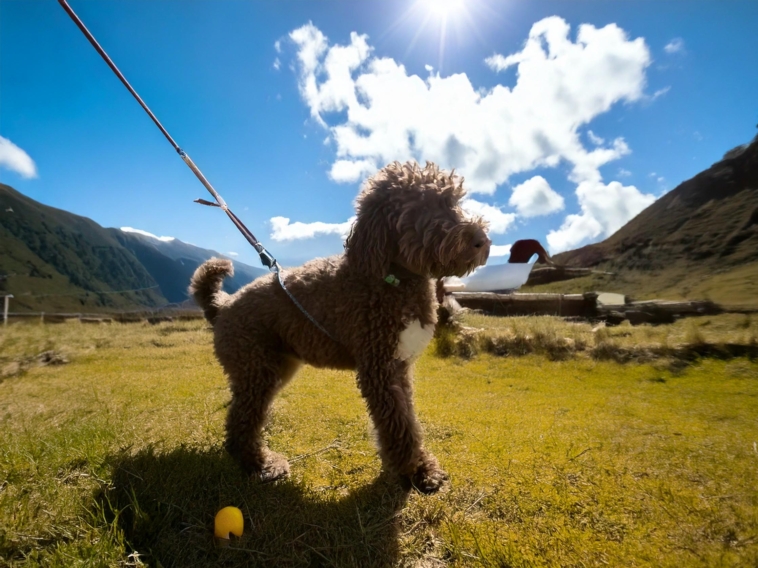 Training for Lagotto Romagnolo