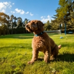 Train Your Lagotto Romagnolo