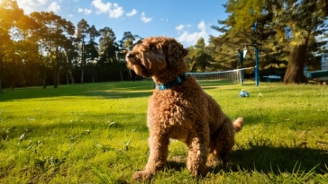 Train Your Lagotto Romagnolo