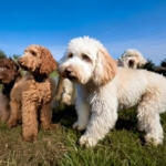 Behavioral Characteristics of the Lagotto Romagnolo