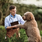 Understanding the Unique Behavioral Characteristics of the Lagotto Romagnolo