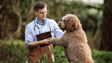 Understanding the Unique Behavioral Characteristics of the Lagotto Romagnolo